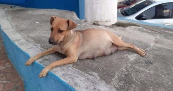 Бродячая собака пришла в ветеринарную клинику, чтобы ощениться. А молодой папа ждал на улице (17 фото)