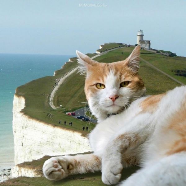Фотохудожник продолжает показывать, каким был бы мир, если бы его захватили гигантские кошки (25 фото)