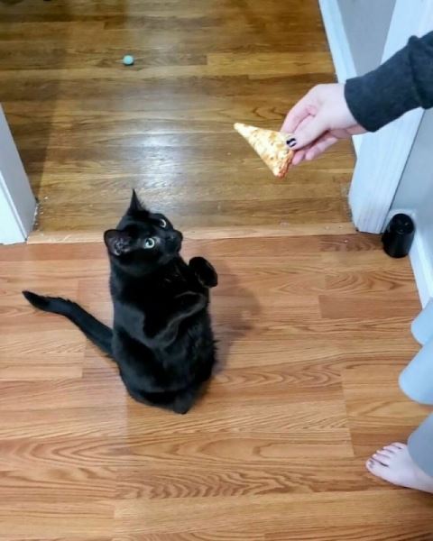 Котик, который научился просить еду по-настоящему (7 фото)
