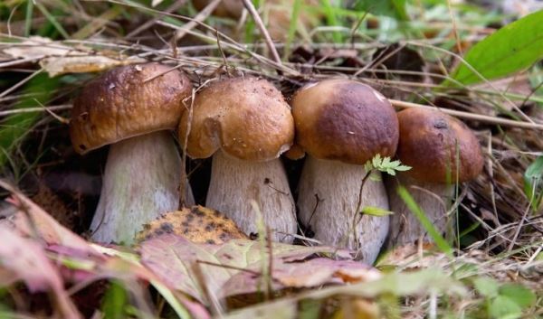 Опасность дорог и почему размер — не главное: 9 тонкостей сбора грибов