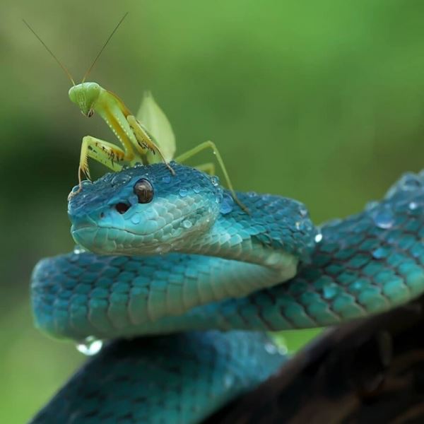 Забавные сцены из жизни рептилий в фотографиях Яна Хидаята (19 фото)
