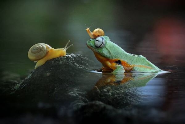 Забавные сцены из жизни рептилий в фотографиях Яна Хидаята (19 фото)