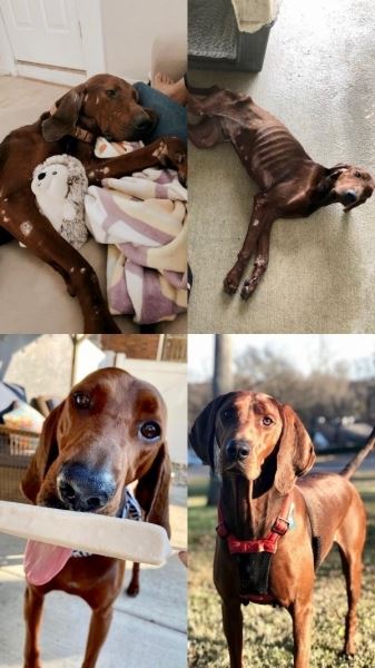 25 фотографий животных, сделанных до и после того, как они нашли дом и любящих хозяев